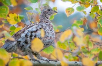 How Can You Create a Stimulating Environment for Your Bird?