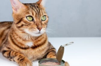How to Keep Your Indoor Cat Active and Engaged?